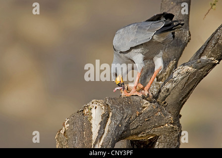 Somalische singen-Habicht, Eastern blass Chanten Habicht (Melierax Poliopterus), Fütterung auf ein Eichhörnchen, Kenya, Samburu National Reserve Stockfoto