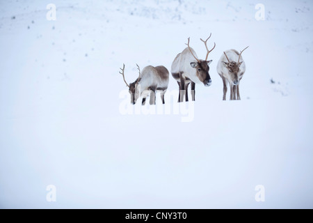 Europäische Rentier, europäische Karibu (Rangifer Tarandus Tarandus), Rentiere in Schnee beladene Hochland Landschaft, freilebenden aber domestiziert, Großbritannien, Schottland, Cairngorm National Park Stockfoto