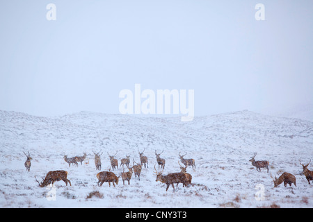 Rothirsch (Cervus Elaphus), einsamer Hirsch bei Schneefall, Alladale Wilderness Reserve, Sutherland, Schottland, Vereinigtes Königreich Stockfoto