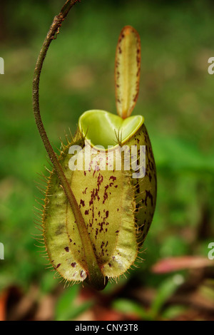 Flasche geformt Kannenpflanze (Nepenthes Ampullaria), Blatt, Semenggoh Wildlife Reserve, Sarawak, Malaysia, Borneo Stockfoto