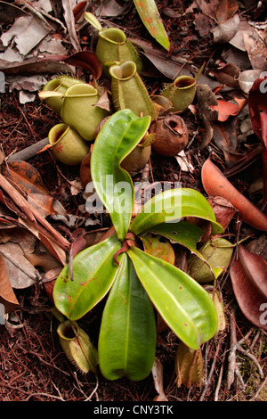 Flasche geformt Kannenpflanze (Nepenthes Ampullaria), Malaysia, Borneo, Semenggoh Wildlife Reserve, Sarawak Stockfoto