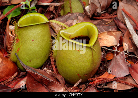 Flasche geformt Kannenpflanze (Nepenthes Ampullaria), Blätter, Semenggoh Wildlife Reserve, Sarawak, Malaysia, Borneo Stockfoto