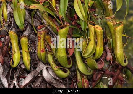 Schlanke Kannenpflanze (Nepenthes Gracilis), Blätter, Sarawak, Malaysia, Borneo, Bako Nationalpark Stockfoto