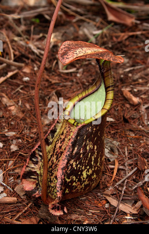 Raffles Kannenpflanze (Nepenthes Rafflesiana), Blätter, Sarawak, Malaysia, Borneo, Bako Nationalpark Stockfoto