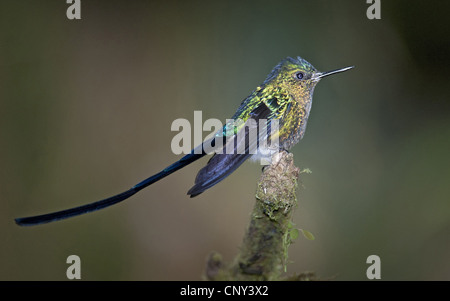 Violett-tailed Sylph (Aglaiocercus Coelestis), sitzt auf einem Ast, Ecuador, Mindo Stockfoto