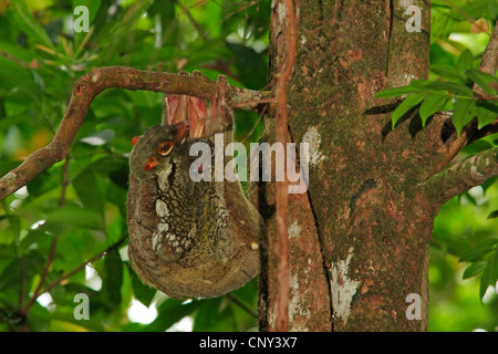 Malaiische fliegen Lemur, Vobego (Cynocephalus Variegatus), Mutter hängen in einer Filiale mit Jugendkriminalität, Sarawak, Malaysia, Borneo, Bako Nationalpark Stockfoto