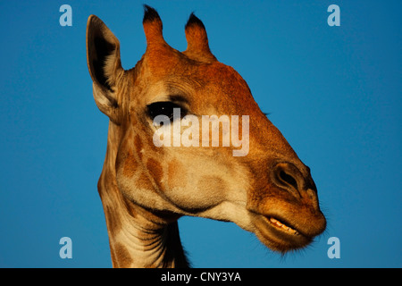 Giraffe (Giraffa Plancius), Porträt vor blauem Himmel, Northern Cape, Kalahari, Kgalagadi Transfrontier Park, Südafrika Stockfoto