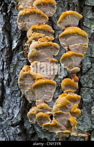 Erle-Halterung (Inonotus Radiatus), Closeup an einem Baumstamm, Deutschland, Sachsen, Oberlausitz Stockfoto