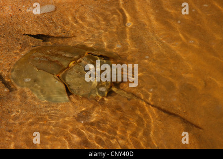 Pfeilschwanzkrebse (Limulus Rotundicauda), am Sandstrand, bedeckt mit Wasser, Sarawak, Malaysia, Borneo, Bako Nationalpark Stockfoto