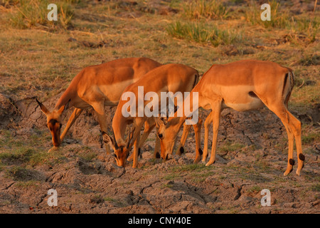 Impala (Aepyceros Melampus), drei Tiere trinken aus Pfützen in der Savanne, Botswana, Chobe National Park Stockfoto