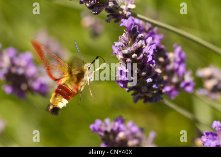 breit-umrandeten Biene Hawkmoth (Hemaris Fuciformis), saugen Nektar an Lavendel, Kroatien, Istrien Stockfoto