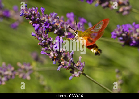 breit-umrandeten Biene Hawkmoth (Hemaris Fuciformis), saugen Nektar an Lavendel, Kroatien, Istrien Stockfoto