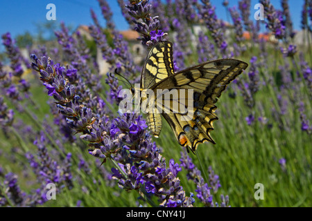 Schwalbenschwanz (Papilio Machaon), saugen Nektar an Lavendel, Kroatien, Istrien Stockfoto