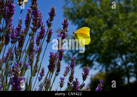 Cleopatra (Gonepteryx Cleopatra), Männchen nähert sich Lavendel Blumen, Kroatien, Istrien Stockfoto