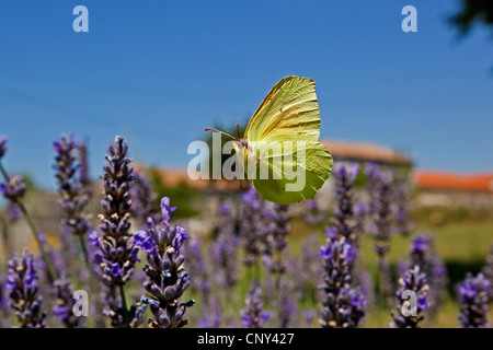 Cleopatra (Gonepteryx Cleopatra), Männchen nähert sich Lavendel Blumen, Kroatien, Istrien Stockfoto