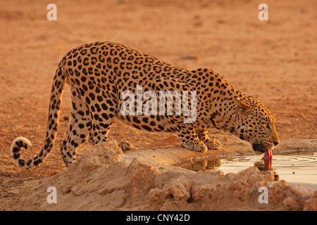 Leopard (Panthera Pardus), an einer Wasserstelle zu trinken Stockfoto