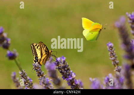 Cleopatra (Gonepteryx Cleopatra), Männchen nähert sich Lavendelblüten mit Schwalbenschwanz, Papilio Machaon, Kroatien, Istrien Stockfoto