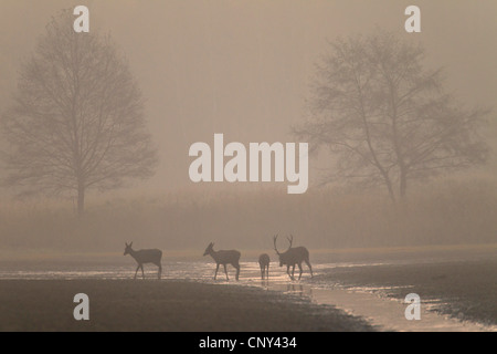 Rothirsch (Cervus Elaphus), Gruppe mit einem Stier, zwei Kühe und ein Kalb an ein wälzen morgens Nebel, Deutschland, Sachsen, Oberlausitz