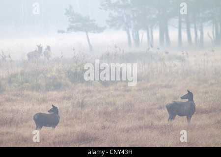 Rothirsch (Cervus Elaphus), Pack von Kühen auf einer Wiese im Morgennebel, Deutschland, Sachsen, Oberlausitz Stockfoto