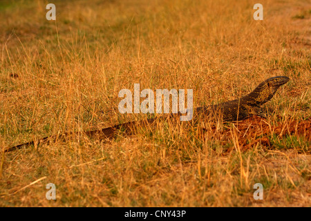 Nilwaran (Varanus Niloticus), sitzt das trockene Gras der Savanne, Botswana Stockfoto