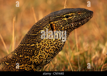 Nilwaran (Varanus Niloticus), Laterin der Trockenrasen der Savanne, Botswana Stockfoto