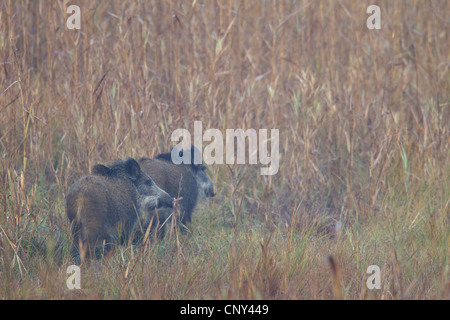 Wildschwein, Schwein, Wildschwein (Sus Scrofa), zwei Tier gehen nacheinander in eine Wiese, Deutschland, Sachsen, Biosphaerenreservat Oberlausitzer Heide-Und Teichlandschaft Stockfoto