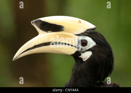 Malabar pied Hornbill (Anthracoceros Coronatus), seitliche Porträt, Sabah, Malaysia, Borneo, Lok Kawi Wildlife Park Stockfoto