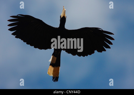 Malabar pied Hornbill (Anthracoceros Coronatus), fliegen, Sabah, Malaysia, Borneo, Lok Kawi Wildlife Park Stockfoto