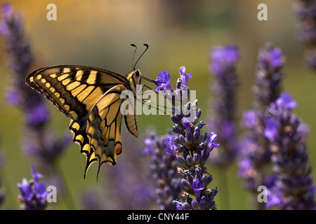 Schwalbenschwanz (Papilio Machaon), saugen Nektar an Lavendel Blumen, Kroatien, Istrien Stockfoto