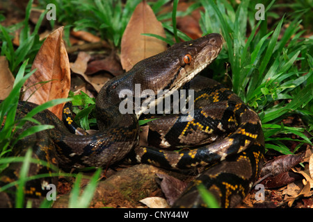 Netzpython, Diamond Python, Java Rock Python (Python Reticulatus), liegend auf dem Boden, Malaysia, Borneo, Bako Nationalpark Stockfoto