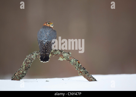 Merlin (Falco Columbarius), Männlich, gehockt Erle Haken in Winter, Großbritannien, Schottland Stockfoto