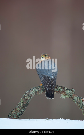 Merlin (Falco Columbarius), Männlich, gehockt Erle Haken in Winter, Großbritannien, Schottland Stockfoto