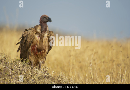 Afrikanische Weißrückenspecht Geier (abgeschottet Africanus), sitzen auf dem Boden, Kenia, Masai Mara Nationalpark Stockfoto