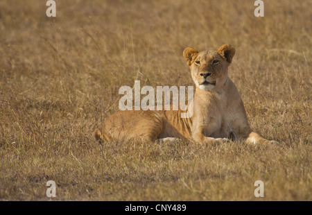 Löwe (Panthera Leo), junge aufmerksam Löwe liegend auf dem Boden, Kenia, Masai Mara Nationalpark Stockfoto