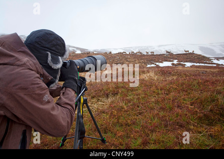 Rothirsch (Cervus Elaphus), Herde von Hirschen im Winter fotografiert, Alladale Wilderness Reserve, Sutherland, Schottland, Vereinigtes Königreich Stockfoto