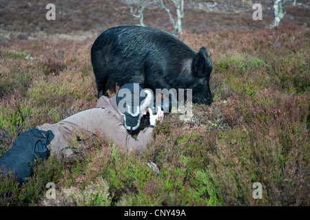 Wildschwein, Schwein, Wildschwein (Sus Scrofa), Wildschwein in Heide fotografiert, Großbritannien, Schottland, Alladale Wildnis-Reserve Stockfoto