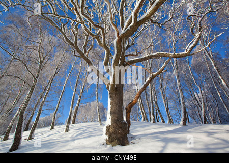 Traubeneiche (Quercus Petraea), Traubeneiche im Winter, Insh Sümpfe National Nature Reserve, Cairngorms National Park, Schottland, Vereinigtes Königreich Stockfoto