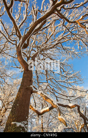 Traubeneiche (Quercus Petraea), Traubeneiche im Winter, Insh Sümpfe National Nature Reserve, Cairngorms National Park, Schottland, Vereinigtes Königreich Stockfoto