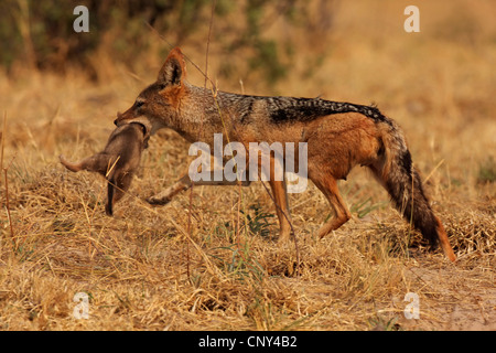 Black-backed Jackal (Canis Mesomelas), Mutter Tier trägt ein Jungtier im Mund in der Savanne, Botswana, Chobe National Park Stockfoto