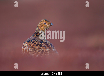 Birkhuhn (Lyrurus Tetrix, at Tetrix), Weiblich, Vereinigtes Königreich, Schottland Stockfoto