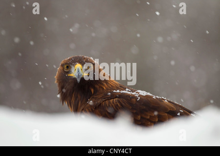 Steinadler (Aquila Chrysaetos), bei Schneefall, Großbritannien, Schottland Stockfoto