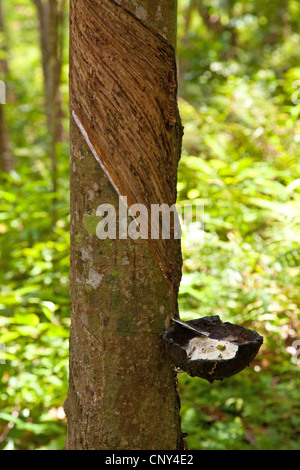 Indische Gummibaum, Gummibaum (Ficus Elastica), gum Extraktion aus einem Baumstamm, Thailand, Phuket Stockfoto