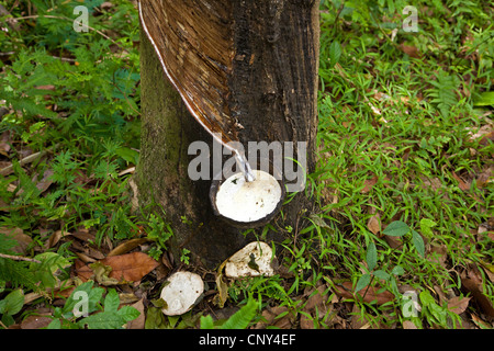 Indische Gummibaum, Gummibaum (Ficus Elastica), gum Extraktion aus einem Baumstamm, Thailand, Phuket Stockfoto