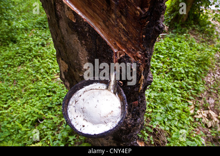 Indische Gummibaum, Gummibaum (Ficus Elastica), gum Extraktion aus einem Baumstamm, Thailand, Phuket Stockfoto