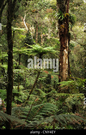 durch den tropischen Regenwald, Sabah, Malaysia, Borneo, Kinabalu National Park anzeigen Stockfoto