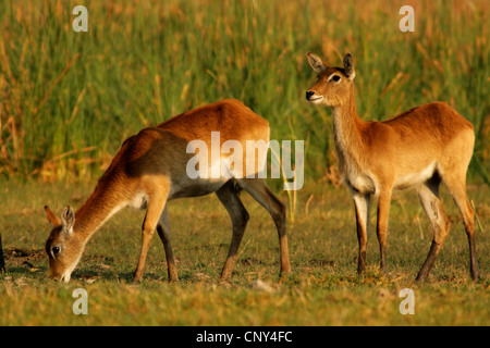 Letschwe (Kobus Leche), zwei Weibchen Weiden, Botswana, Moremi Game Reserve Stockfoto