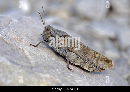 Gesprenkelte Grashüpfer, Europäische Rose geflügelte Heuschrecke (Bryodema Tuberculata, Bryodemella Tuberculata), sitzt auf einem Felsen, Deutschland, Bayern Stockfoto