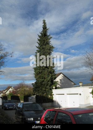 Lawson Zypresse, Port Orford Zeder (Chamaecyparis Lawsoniana), Zierbaum in einem Garten, Deutschland Stockfoto