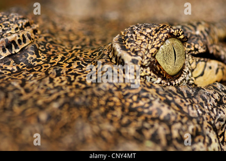 Salzwasser-Krokodil, Leistenkrokodil (Crocodylus Porosus), Nahaufnahme der Augenpartie, Sarawak, Malaysia, Borneo, Semenggoh Wildlife Reserve Stockfoto