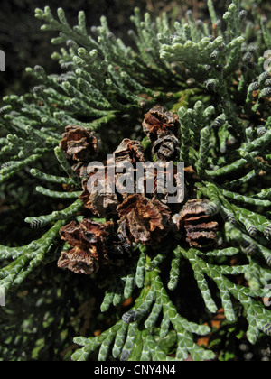 Lawson Zypresse, Port Orford Zeder (Chamaecyparis Lawsoniana), Zapfen auf einem Ast Stockfoto
